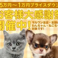 【 お客様大感謝祭 】ペットをお迎えする方へマルワンからプレゼント企画スタート!