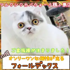【 フォールデックス 】可愛いフォーちゃんのご家族様が決まりました!