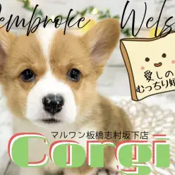 【 コーギー 】皆だいすき食パンボディ！コーギーちゃんが志村坂下店に仲間入り