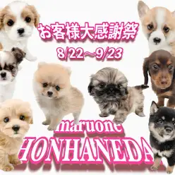【 お客様大感謝祭 】マルワン本羽田店の可愛いワンちゃん達をご紹介!