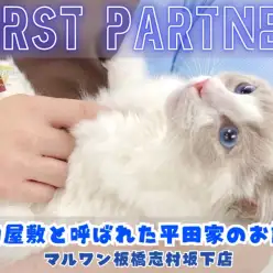 【 ファーストパートナー 】マルワン板橋志村坂下店スタッフ平田の愛猫物語！