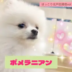 【 ほっこり北通vol.198 】遊ぶの大好き！！元気なポメラニアン男子の日常