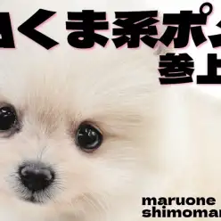 【 ポメラニアン 】たぬき顔が可愛い!明るくフレンドリーなクリームカラーの女の子
