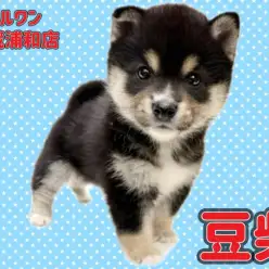 【 豆柴 】KC認定豆柴!希少な黒豆柴の男の子が埼玉浦和に登場