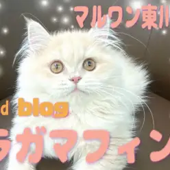 【 ラガマフィン 】極上の触り心地で癒しを提供!ラガマフィンちゃん