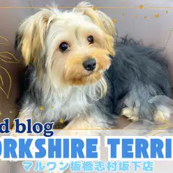 【 ヨークシャーテリア 】 犬も子供も大好き！温厚な性格に成長したヨーキーくん！