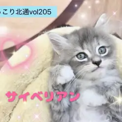 【 ほっこり北通vol.205 】凛々しさと愛嬌を兼ね備えたサイベリアンくん!