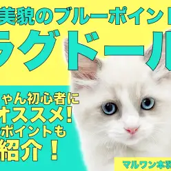 【 ラグドール 】初心者にオススメ!青い瞳にゃんことの生活ポイントをご紹介!