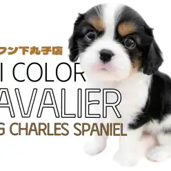 【 キャバリア 】希少なトライカラーの魅力全開!愛嬌抜群の穏やかな男の子!