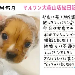 【 キャバリア 】初めてのシャンプーは終始お利口さん！！更に美しく大変身！