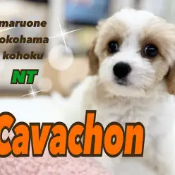 【 キャバリア×ビションフリーゼ 】ぬいぐるみ感満載！MIXキャバションが入店