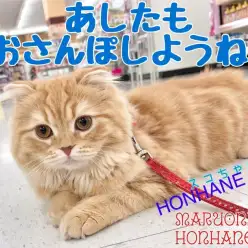 【 スコティッシュフォールド成長ログ 】甘えん坊のボクはお散歩も大好き!