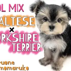 【 MIX 】マルチーズとヨークシャーテリアの可愛いを全部もらったマルキー!