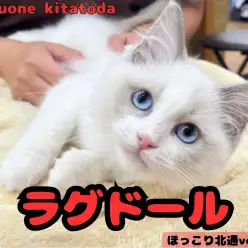 【 ほっこり北通vol.211 】 美しい色合いのプリンセスラグドールちゃん!