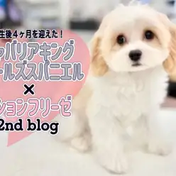 【 MIXキャバリア×ビション 】生後4ヶ月を迎えた天性のアイドルキャバション！