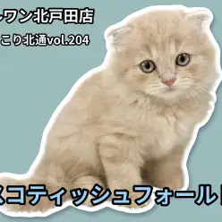 【 ほっこり北通vol.204 】垂れ耳の穏やかプリンスが埼玉県戸田市に登場!