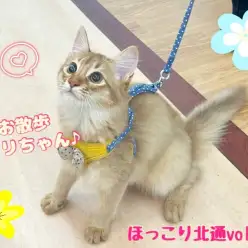 【 ほっこり北通vol.207 】リードデビュー！遊び上手なソマリちゃん