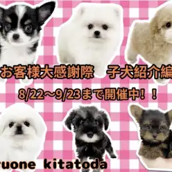 【 お知らせ 】マルワンイオンモール北戸田店お客様大感謝祭開催中!子犬紹介!