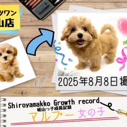 【マルプー】城山っ子成長報告！2025年8月8日
