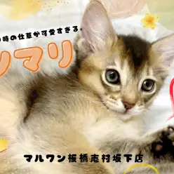 【 ソマリ 】特別な甘え方で虜にするソマリが板橋区にあるペットショップに登場！