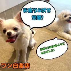 【 しつけブログ 】初心者さま必見!子犬に優しいお座り・伏せのトレーニング方法!