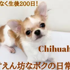 【 チワワ 】祝・生後200日！小さめ鮮やかレッドが眩しい甘えん坊プリンス！