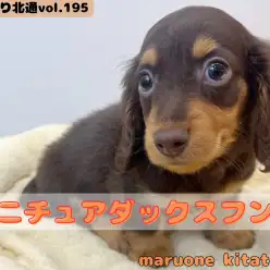 【 ほっこり北通vol.195 】深みのあるチョコタンカラーの甘えん坊王子様入店！