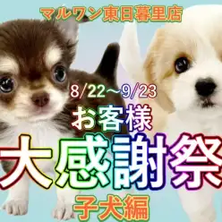 【 お知らせ 】お客様大感謝祭スタート!マルワン東日暮里店の全頭をご紹介!子犬編