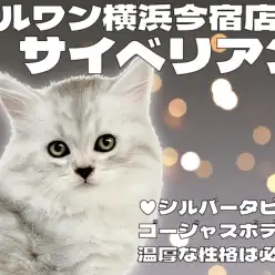 【 サイベリアン 】初心者必見!シルバータビーが美しい甘え上手で温厚な男の子!
