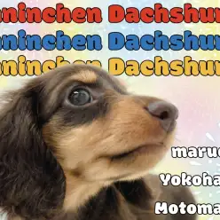 【 カニンヘンダックスフント 】とろけるチョコ色癒し系カニンヘン登場!