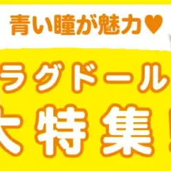 【 ラグドール特集 】8/7現在在店中のぬいぐるみにゃんこ！最新動画付き！