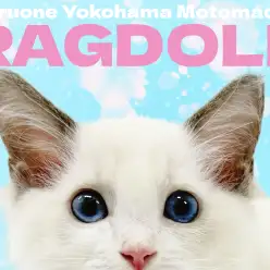 【 ラグドール 】青い瞳のぬいぐるみキャットが横浜元町にやってきた！