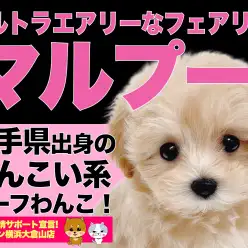 【 MIX 】可愛いすぎる注意報発令！！ぬいぐるみ系エアリーマルプー！