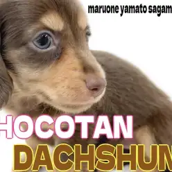 【 ダックスフント 】チョコタンの短足ガール!愛らしい顔と好奇心旺盛な性格に注目