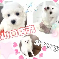 【 涙やけ対策 】可愛い我が子の清潔を保つ誰でも簡単にできる涙やけケアをご紹介!