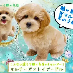 【 MIX 】鶴ヶ島店のWマルプーをご紹介！男の子編