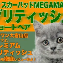 【 ブリティッシュショートヘア 】容姿・性格二重丸!大倉山のプレミアムニャンコ!
