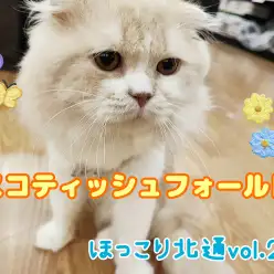 【 ほっこり北通vol.200 】店内は俺の庭!どこでもくつろげるスコくん