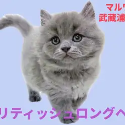 【 ブリテッシュロングヘア 】希少なロングヘア!パパがICCダブルチャンピオン