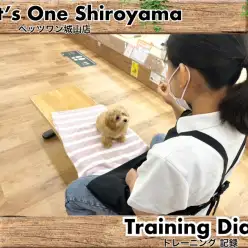 【 城山トレーニングダイアリー 】マルプーちゃんの初めてのトレーニング
