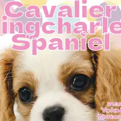 【 キャバリア 】王道アイドル横浜元町に登場！【 キングチャールズスパニエル 】