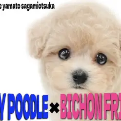 【 MIX 】癒しと可愛さの最前線!プードルとビションのミックス、ビションプー!