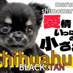【 チワワ 】可愛いさは永遠に!人が大好きな小さめサイズのブラタンドワーフ体型!
