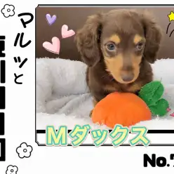 【 マルっと東川口日和No.70 】へそ天メンテナンスに挑戦したダックスちゃん！