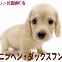 【 カニンヘン・ダックスフント 】イエローの小柄な男の子が埼玉浦和に登場