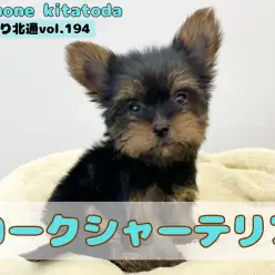 【 ほっこり北通vol.194 】埼玉県に手乗りサイズのミニマムヨーキー登場！
