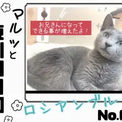 【 マルっと東川口日和No.61 】生後5ヶ月の成長記録!優秀なロシくん!