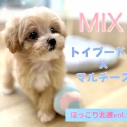 【 ほっこり北通vol.206 】カフェラテ色のMIX犬プーマルちゃん入店!