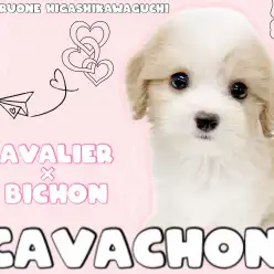 【 キャバション 】世界に一人だけ!見れば納得の可愛さを持つ奇跡のMIXが登場