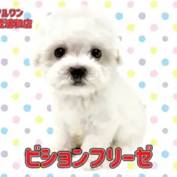 【 ビションフリーゼ 】大きな瞳をもった純白の天使が埼玉浦和に登場!